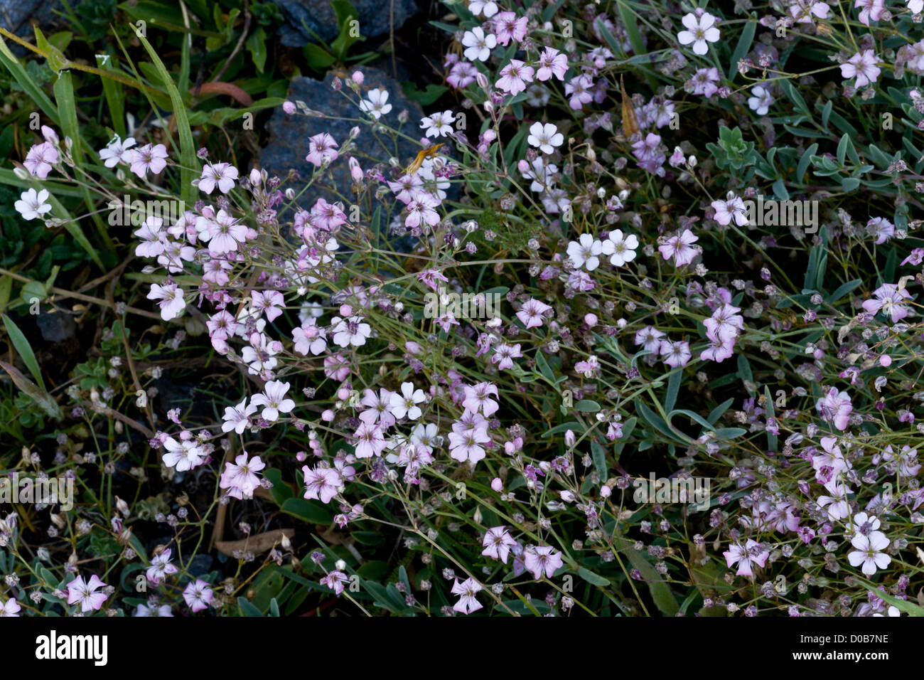 Alpine Gypsophila (Gypsophila repens) in fiore, Mont Cenis, sulle Alpi francesi Foto Stock