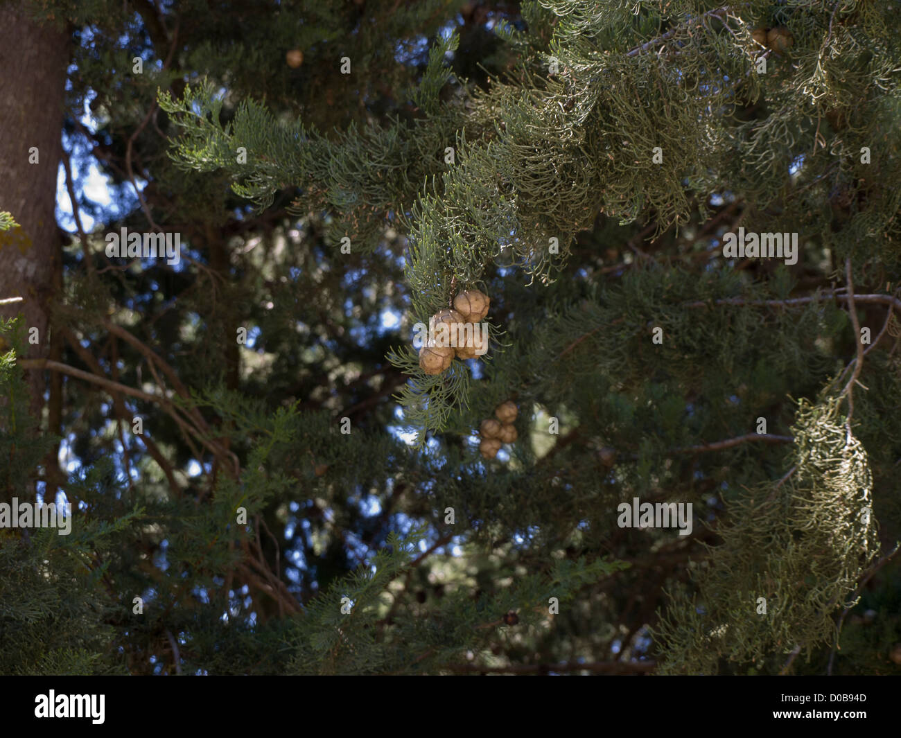 Mediterraneo cipresso, closeup di fogliame e coni, crescente nelle montagne della Sierra de Cazorla, Andalusia Spagna Foto Stock