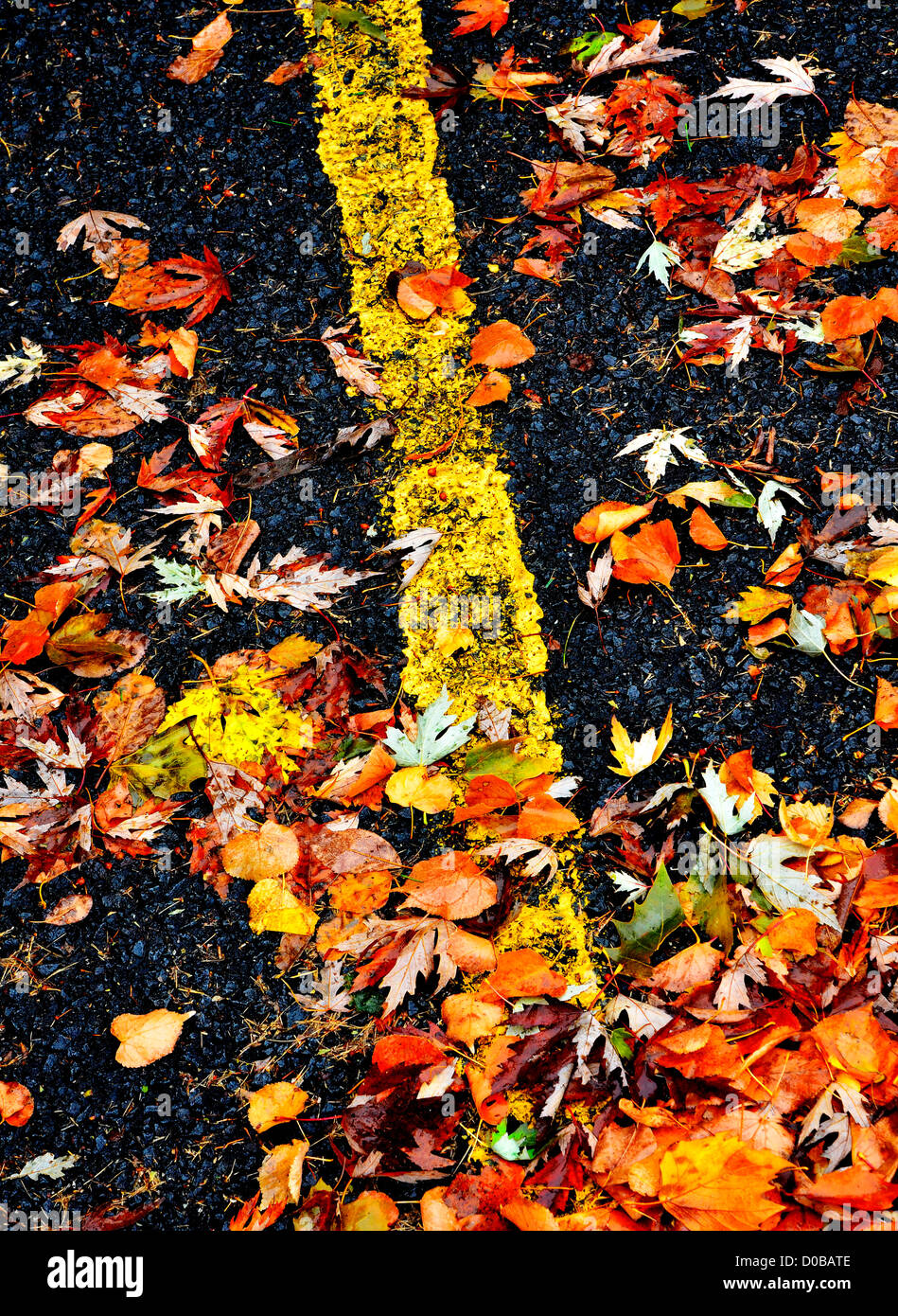 Linea gialla sulla strada nera con foglie di autunno Foto Stock