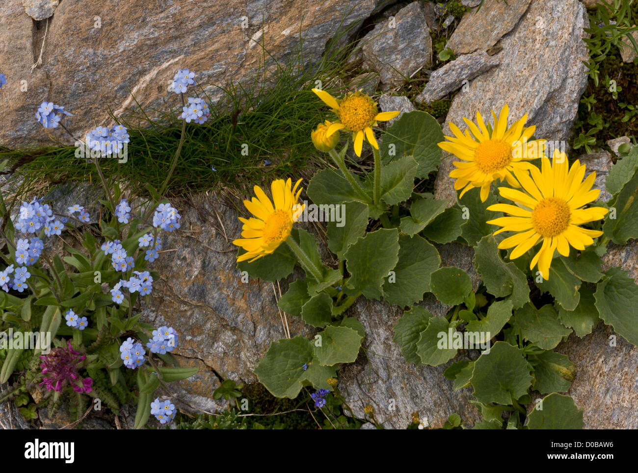 A FIORE GRANDE Leopard's Bane (Doronicum grandiflorum) con dimenticare alpino-me-no, in fiore, il Parco Nazionale della Vanoise, Francia. Foto Stock