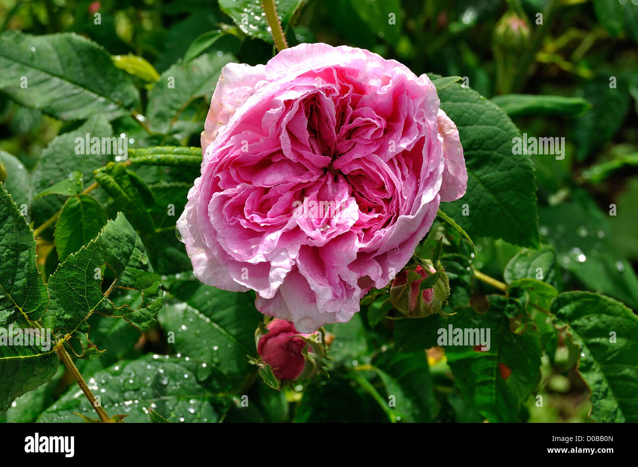 Rosa gallica nel mese di giugno, nel giardino di rose. Foto Stock