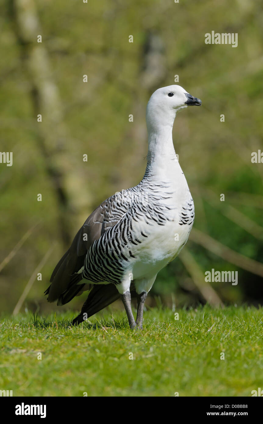 Männliche Magellangans, Chloephaga picta, maschio oca montane Foto Stock