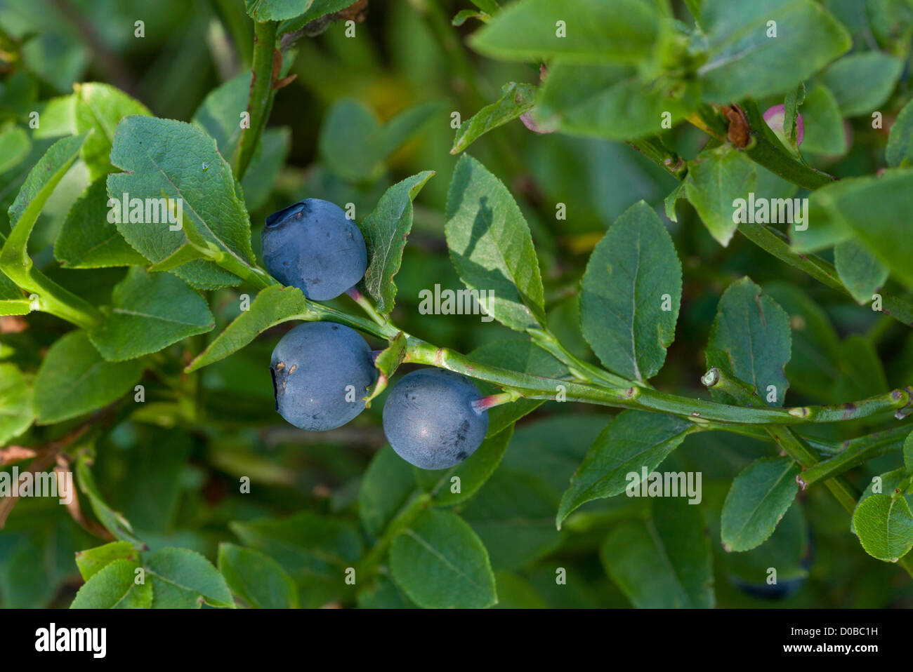 Mirtilli (Vaccinium myrtillus) tarda estate, close-up Foto Stock