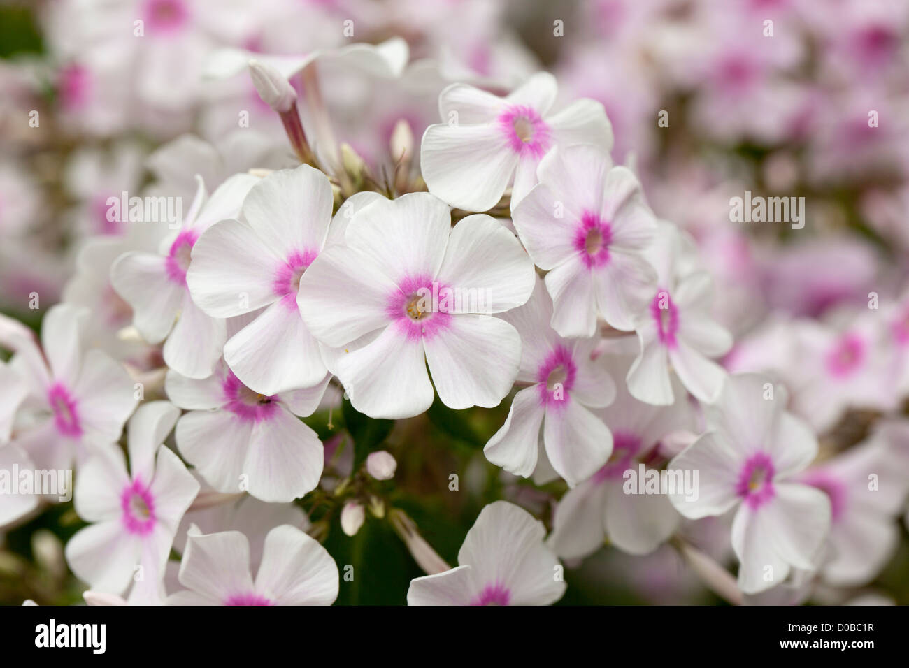 Primo piano di una graziosa paniculata Phlox bianca con un centro rosa, fiorente in un giardino estivo inglese, Regno Unito Foto Stock