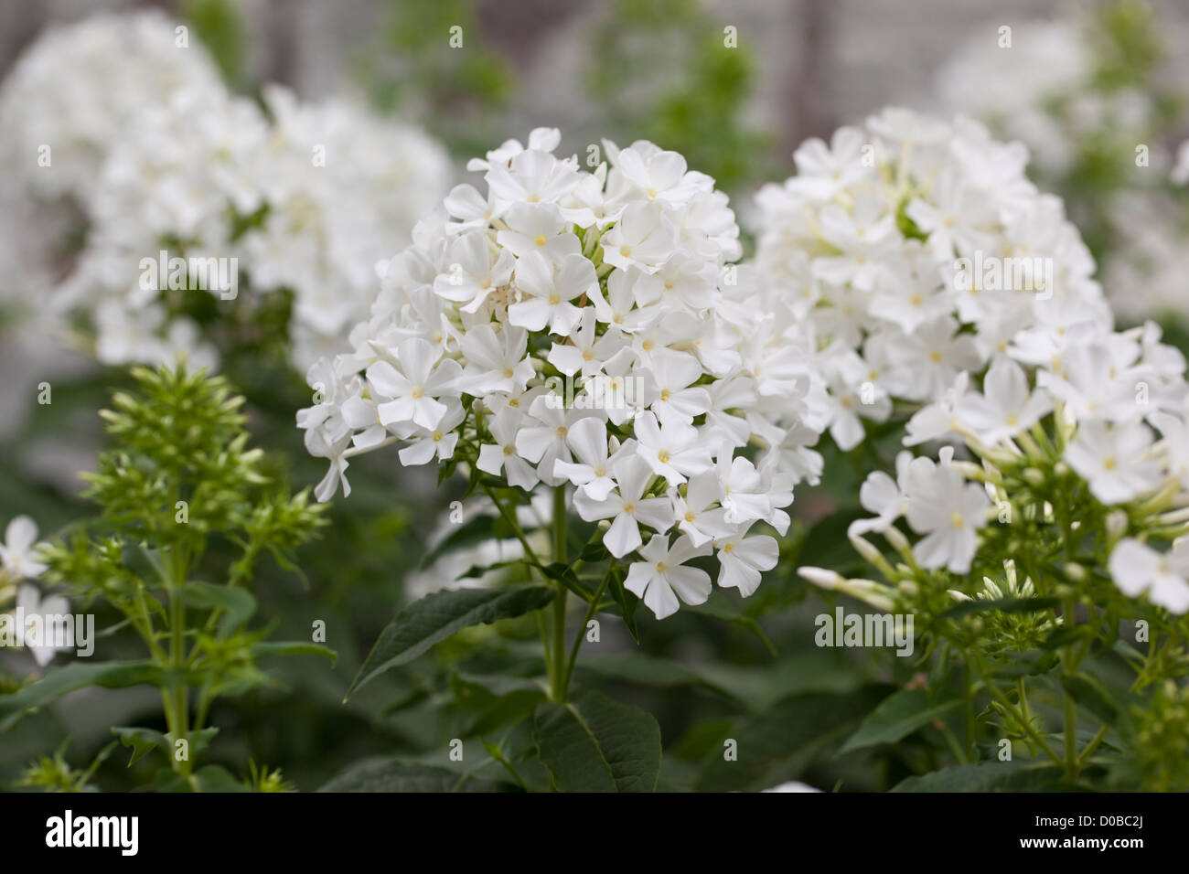 Primo piano di bianco Phlox paniculata fioritura in un giardino estivo inglese, Regno Unito Foto Stock