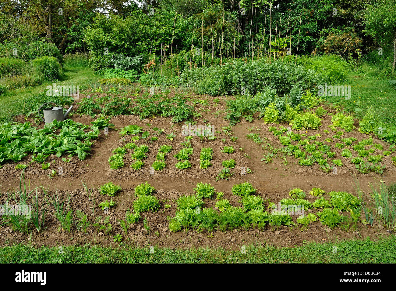 Un tradizionale giardino vegetale, letto misto di carote, lattughe, spinachs, patate, fava, ... Foto Stock