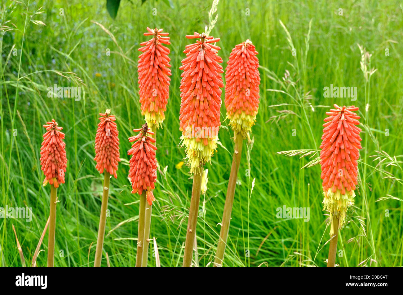 Fiori di Tritoma Kniphofia (VSP), altri nomi : Red Hot poker, torcia lily, Poker, piante in fiore in un giardino. Foto Stock