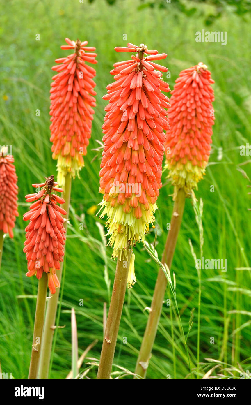 Fiori di Tritoma Kniphofia (VSP), altri nomi : Red Hot poker, torcia lily,  Poker, piante in fiore in un giardino Foto stock - Alamy