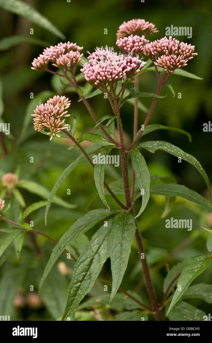 La canapa Agrimony (Eupatorium cannabinum) in fiore, tarda estate. Un buon impianto di insetti. Foto Stock