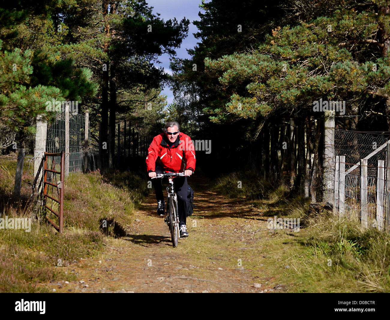 Escursioni in bicicletta nella foresta Inshriach nelle Highlands della Scozia, vicino a Aviemore Foto Stock