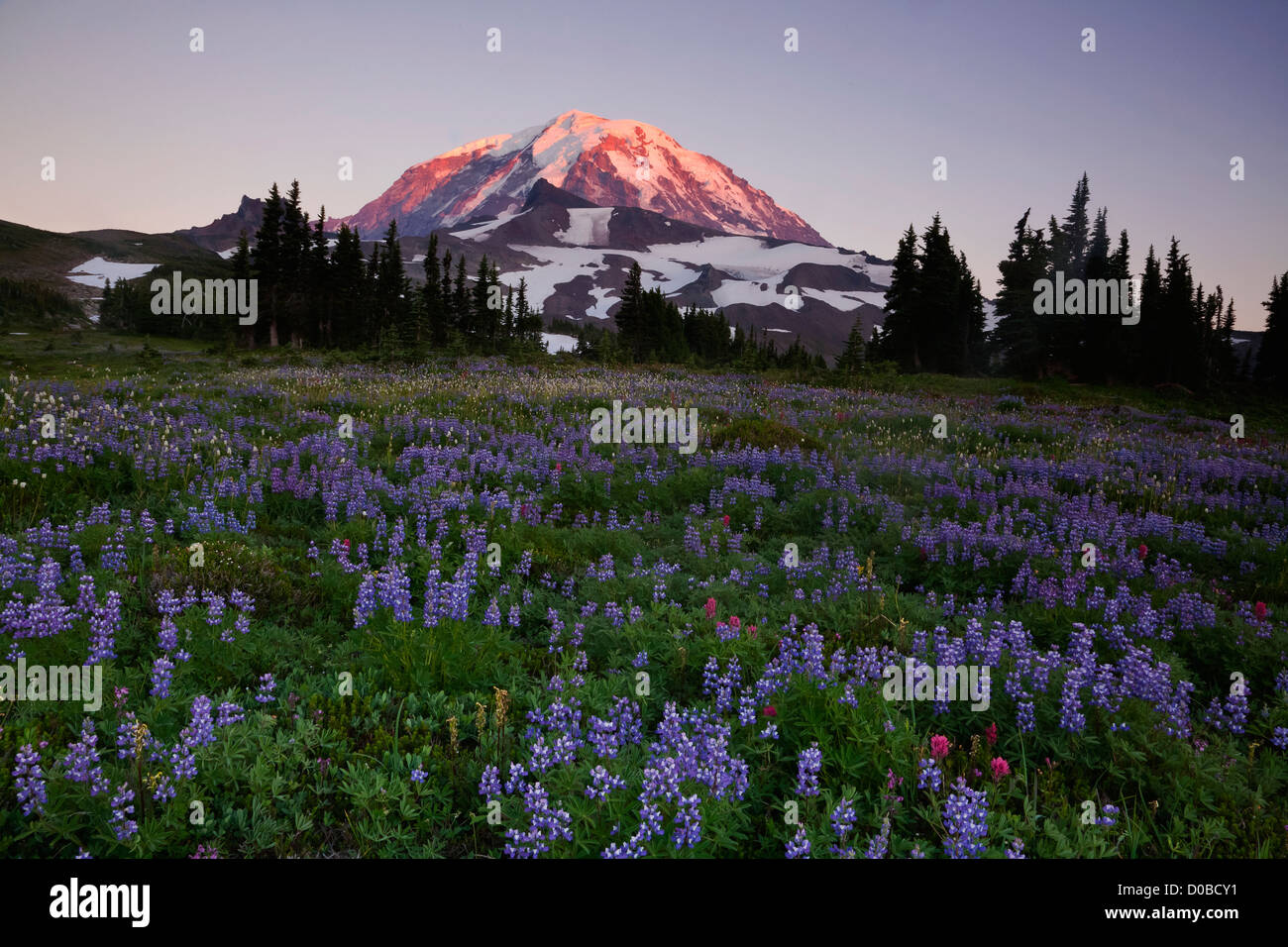 Tramonto su un prato di lupino, pennello e montagna bistort nello spruzzo area Parco di Mount Rainier National Park. Foto Stock