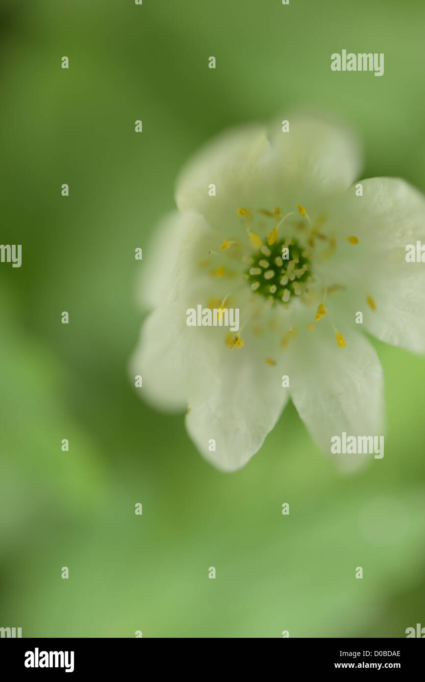 Tulipano bianco in un ristretto dell'immagine messa a fuoco in un giardino inglese Foto Stock