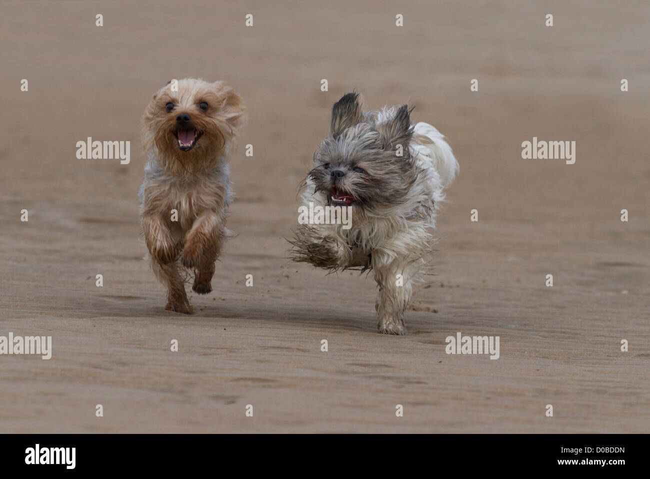 Due cani in esecuzione sulla spiaggia divertendosi Foto Stock