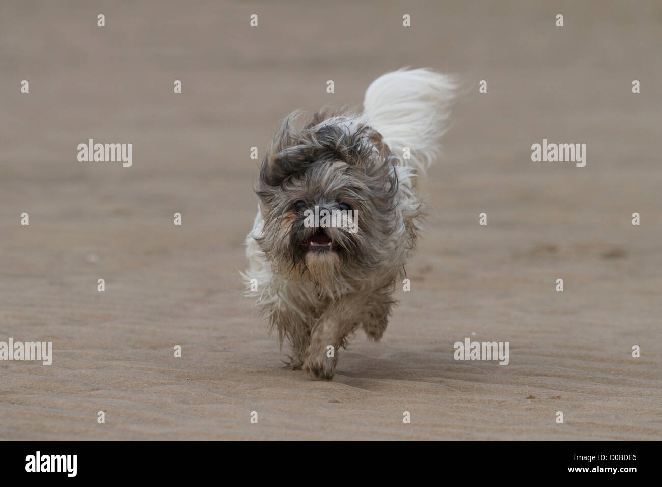 Due giovani anno vecchio shih tzu in esecuzione sulla spiaggia divertendosi Foto Stock