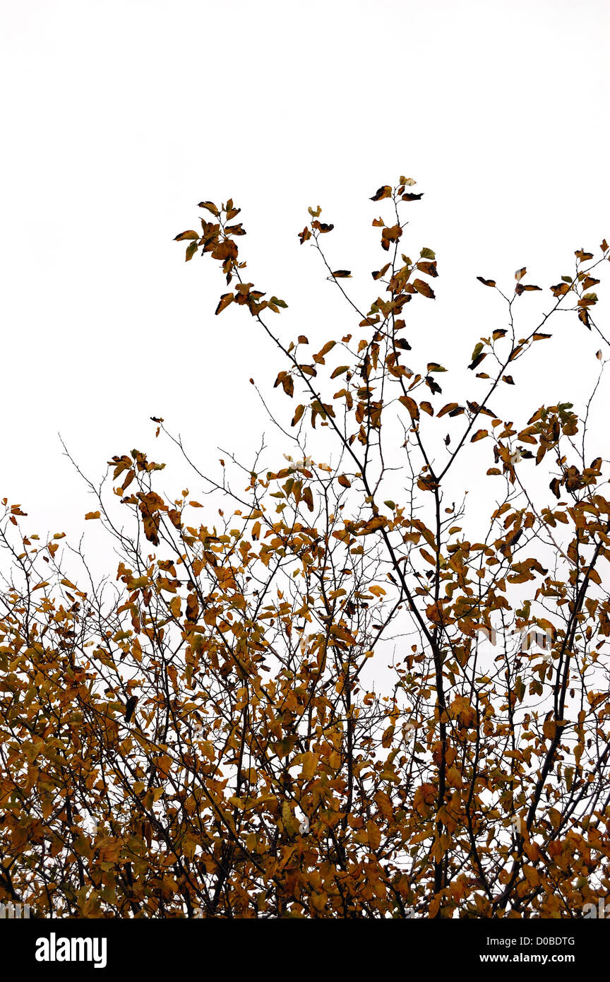 Decidui marrone autunnali foglie i rami degli alberi contro uno sfondo bianco. Foto Stock