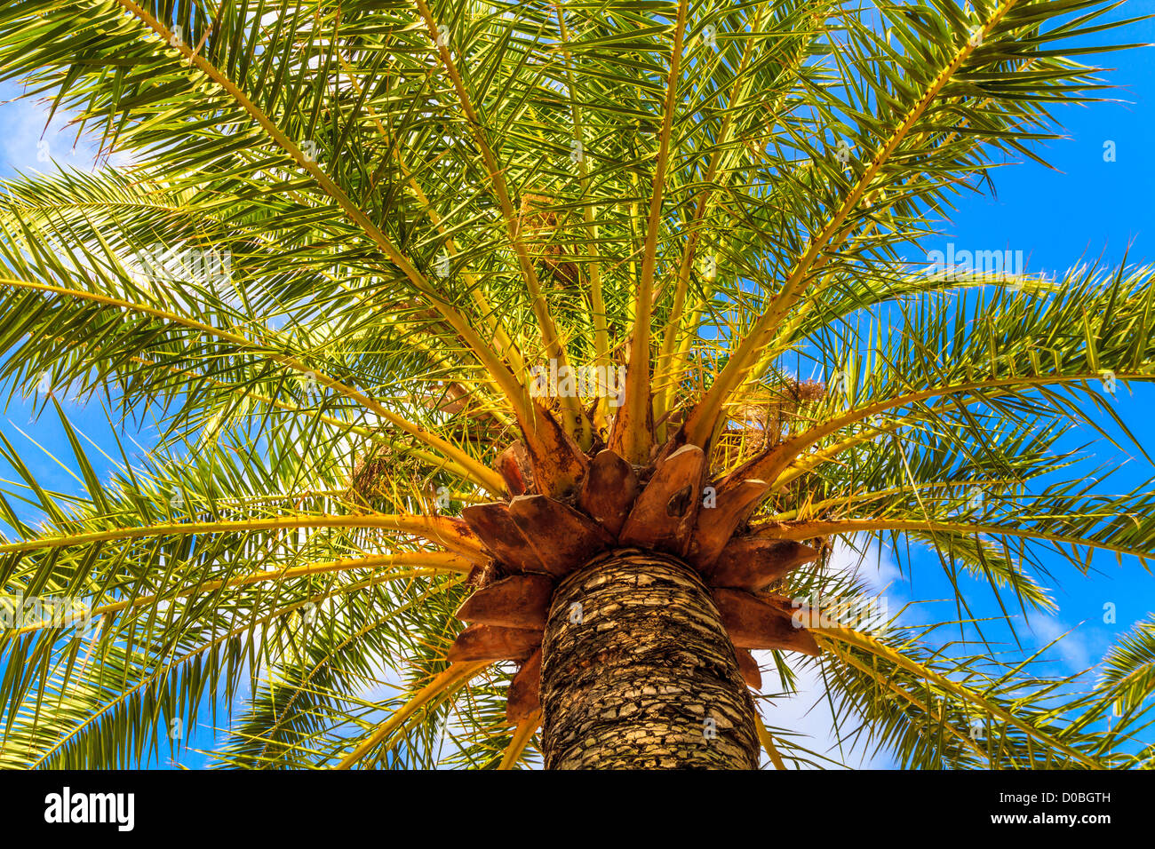 Splendida palma nel cielo blu Foto Stock