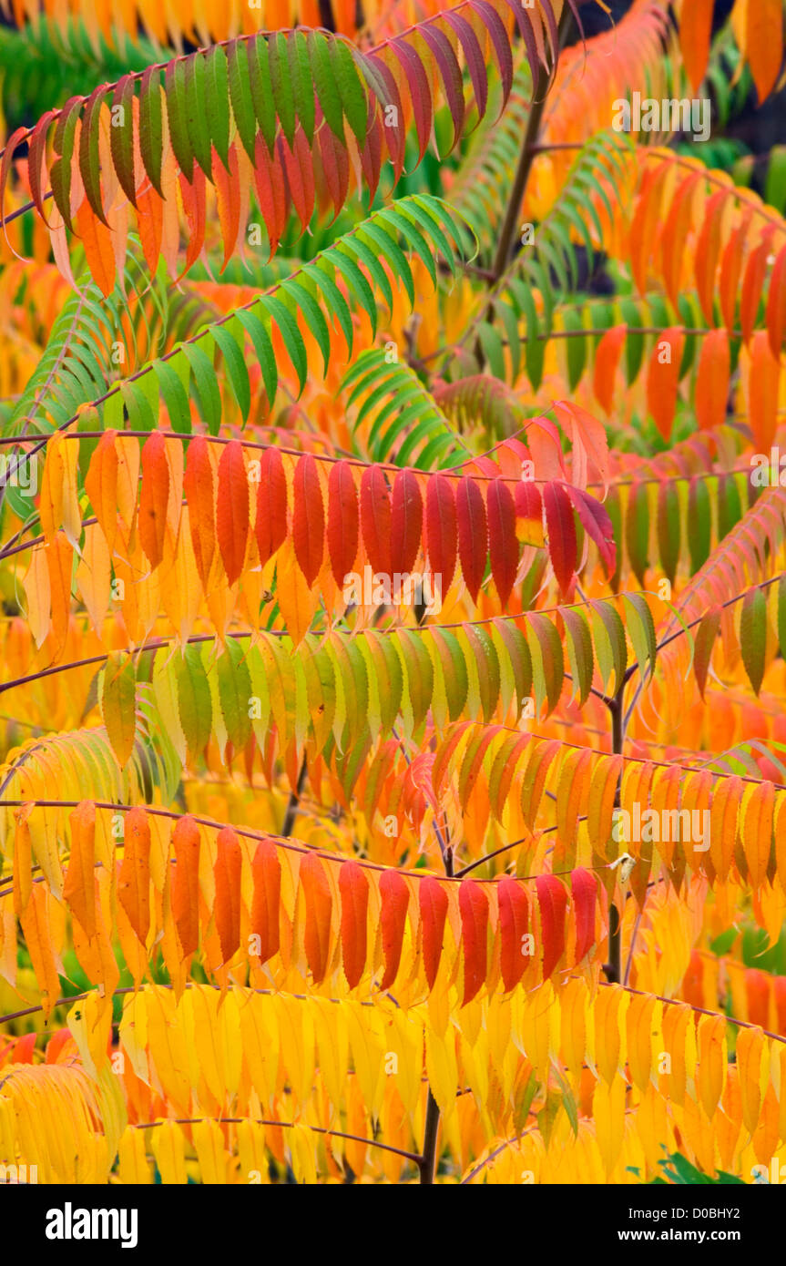 Foglie di sommaco cambiando colore in Autun nel Parco Nazionale di Great Smoky Mountains in Tennessee Foto Stock