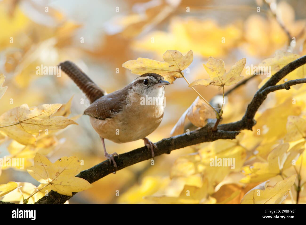Carolina Wren che perching in autunno Maple Tree uccelli songbird songbirds Ornithology Science natura Wildlife ambiente wrens Foto Stock