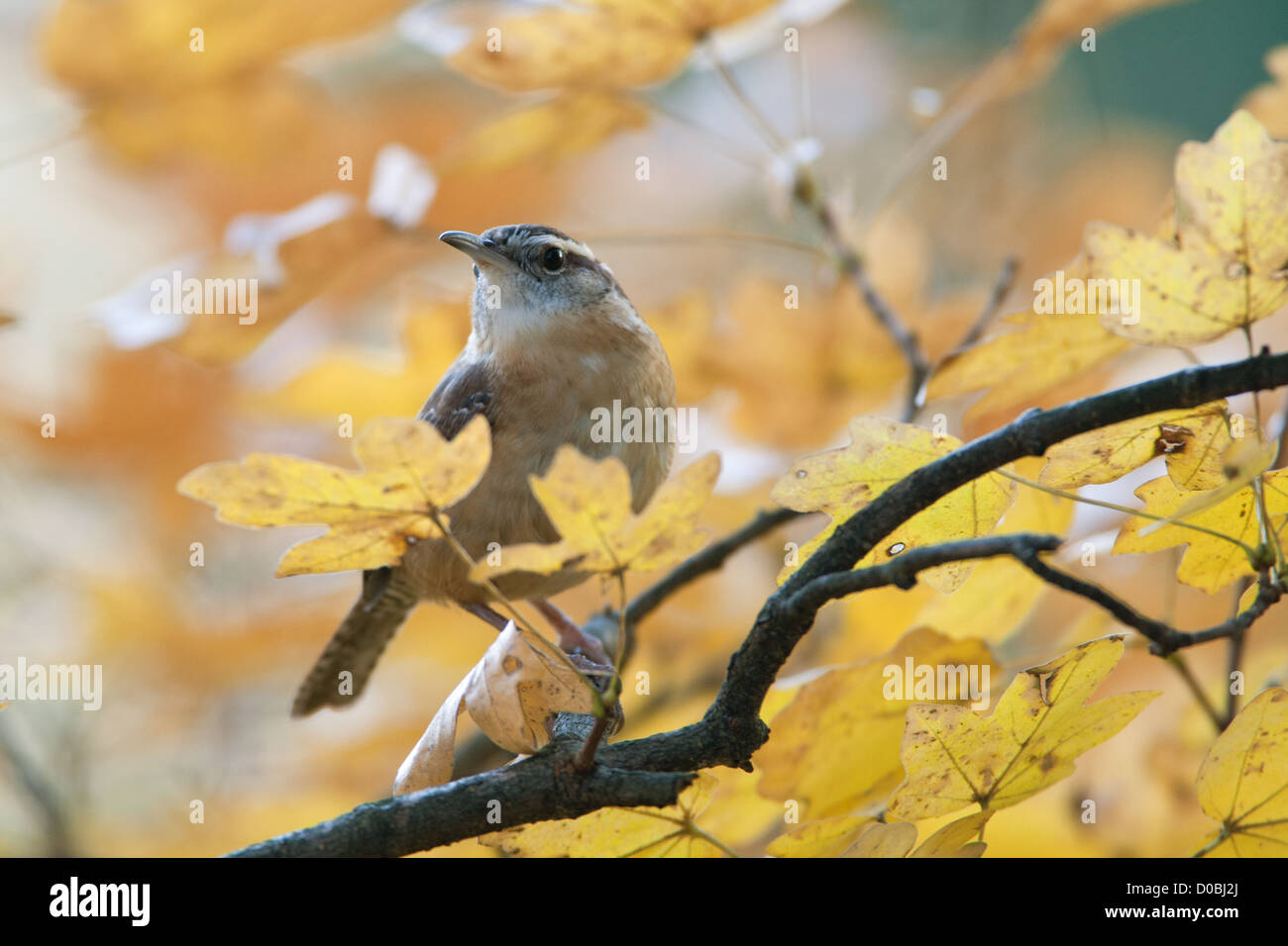Carolina Wren che perching in autunno Maple Tree uccelli songbird songbirds Ornithology Science natura Wildlife ambiente wrens Foto Stock