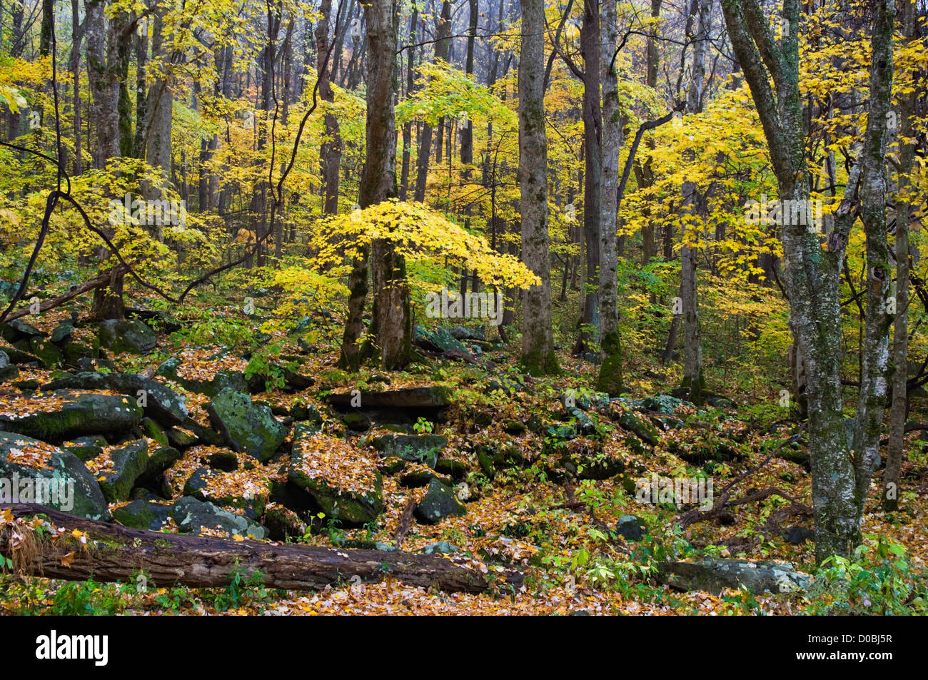 Colore di autunno all'interno di una foresta nel parco nazionale di Great Smoky Mountains in Tennessee Foto Stock