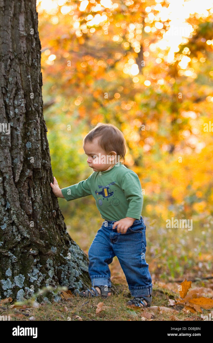 Il Toddler toccando Acero tronco con Colore di autunno dietro in Iroquois Park a Louisville, Kentucky Foto Stock