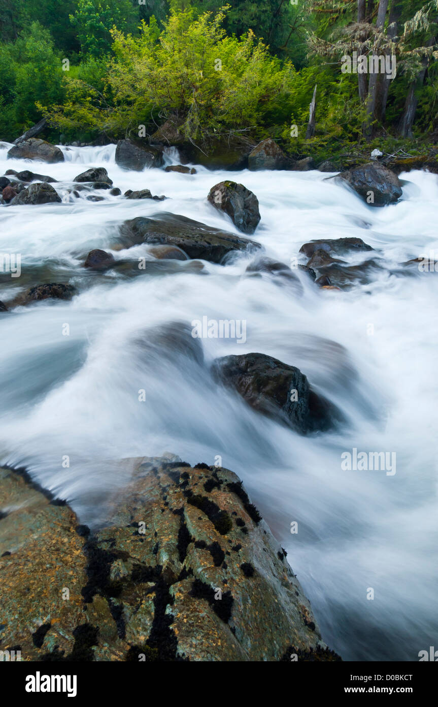 Il fiume di Sauk, Mount Baker-Snoqualmie Foresta Nazionale, Washington, Stati Uniti d'America Foto Stock