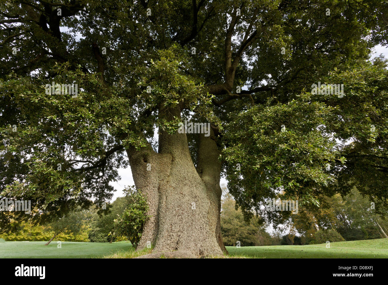 Holm quercia (Quercus ilex) Dorset, England, Regno Unito Foto Stock