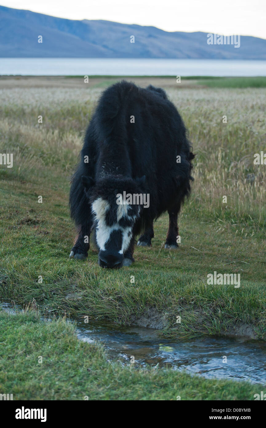 Yak al pascolo nel prato in Himalaya. Alba a Tso Moriri Lago. India, Ladakh, altitudine 4600 m Foto Stock