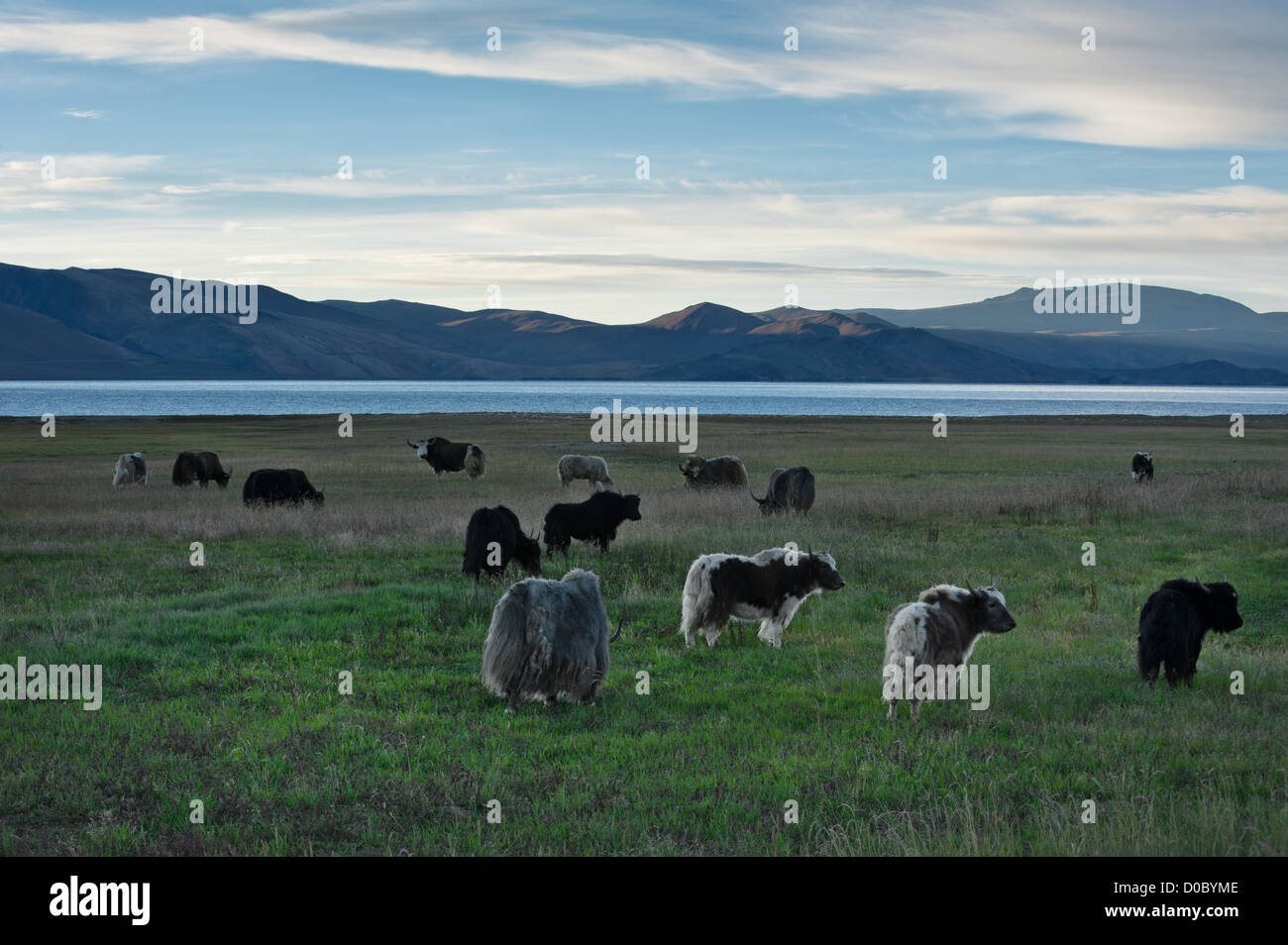 Yak al pascolo nel prato in Himalaya. Alba a Tso Moriri Lago. India, Ladakh, altitudine 4600 m Foto Stock