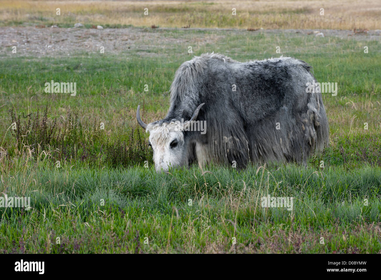 Yak al pascolo nei prati di montagna himalayana Foto Stock