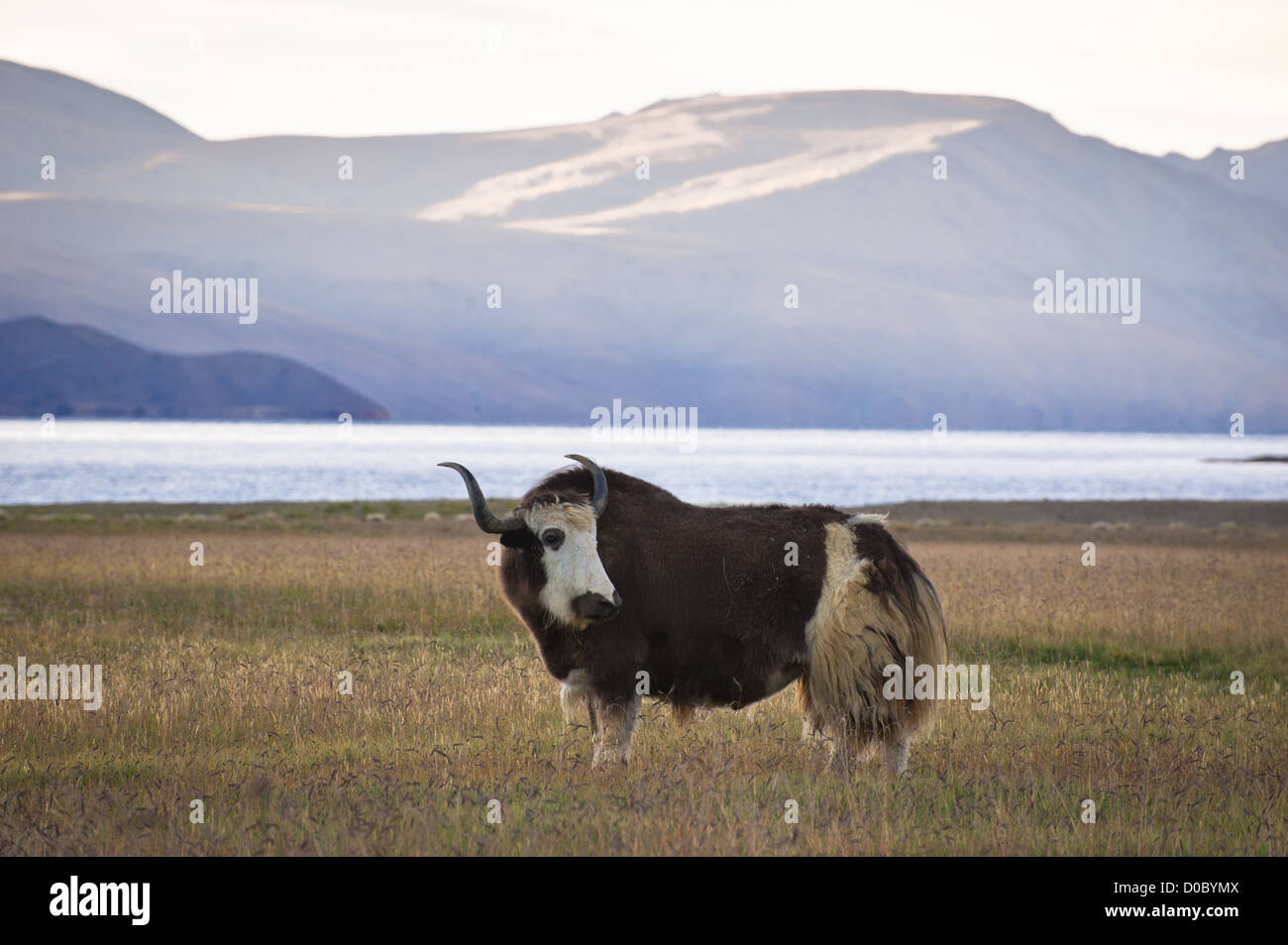 Yak al pascolo nel prato in Himalaya. Alba a Tso Moriri Lago. India, Ladakh, altitudine 4600 m Foto Stock