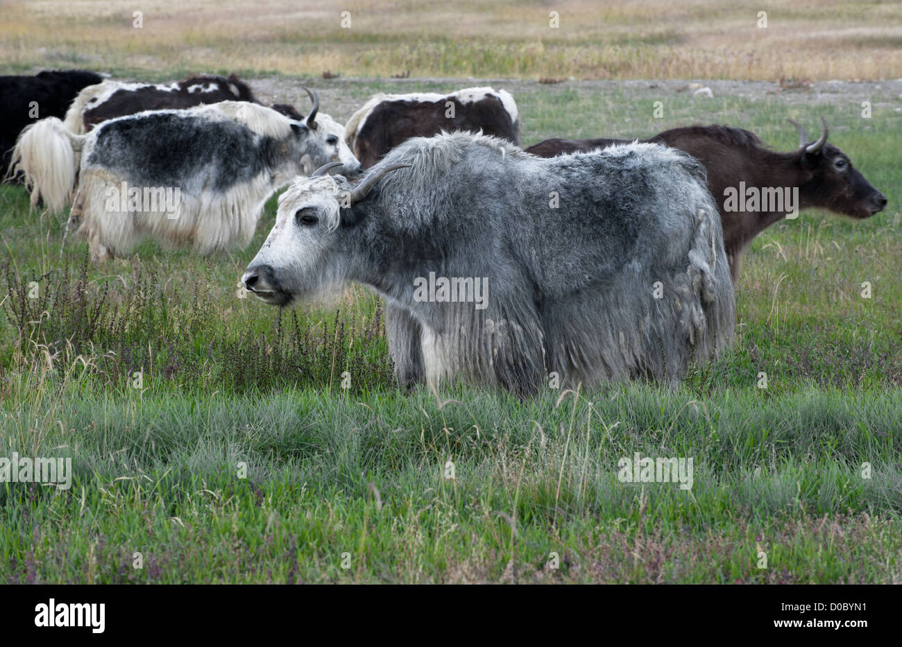 Yak al pascolo nei prati di montagna himalayana Foto Stock