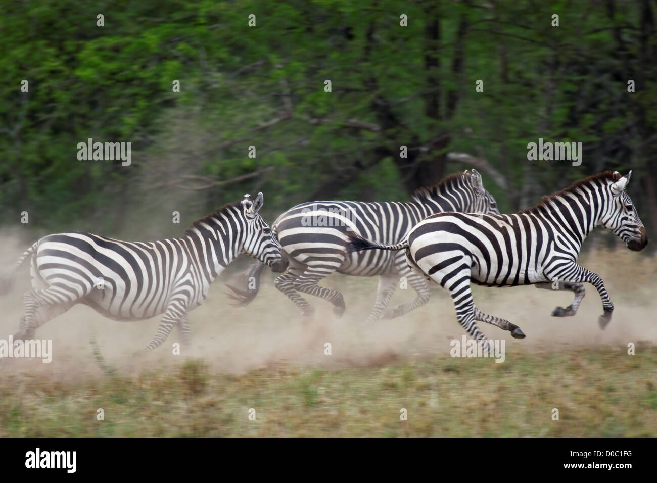 Una piccola mandria di Zebra Kick Up alcuni polvere mentre è in esecuzione Foto Stock