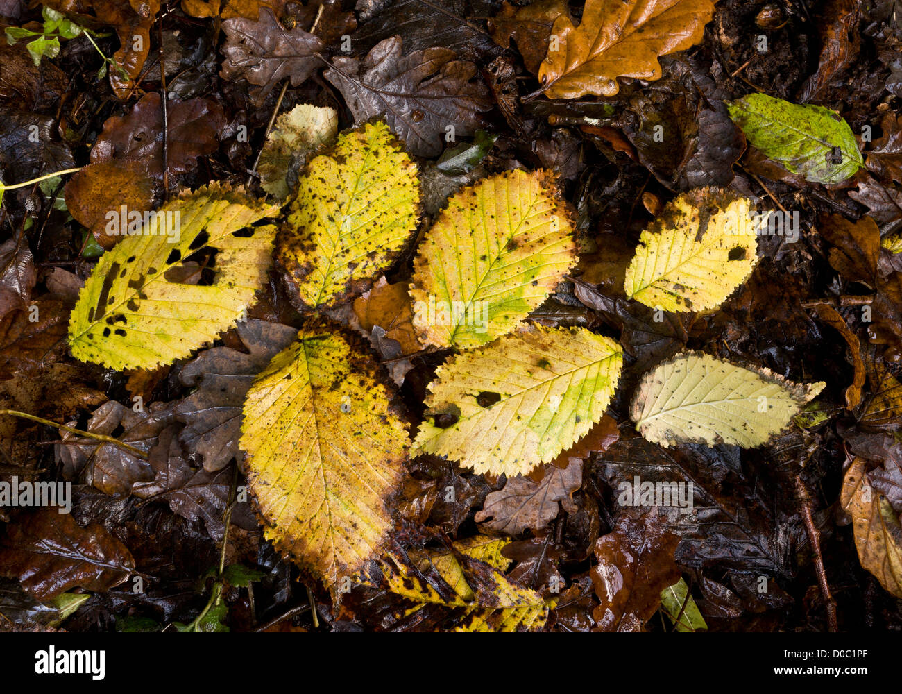 Wych caduto foglie olmo (Ulmus glabra) in autunno. Exmoor, England, Regno Unito Foto Stock