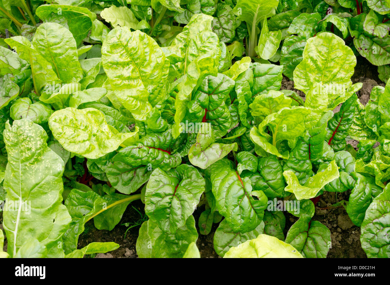 Chard 'luci luminose' Foto Stock