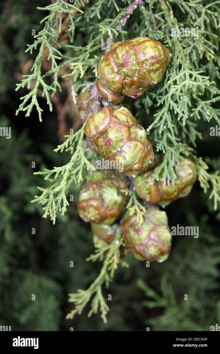 Seme di rocche su un cipresso in Portogallo Foto Stock