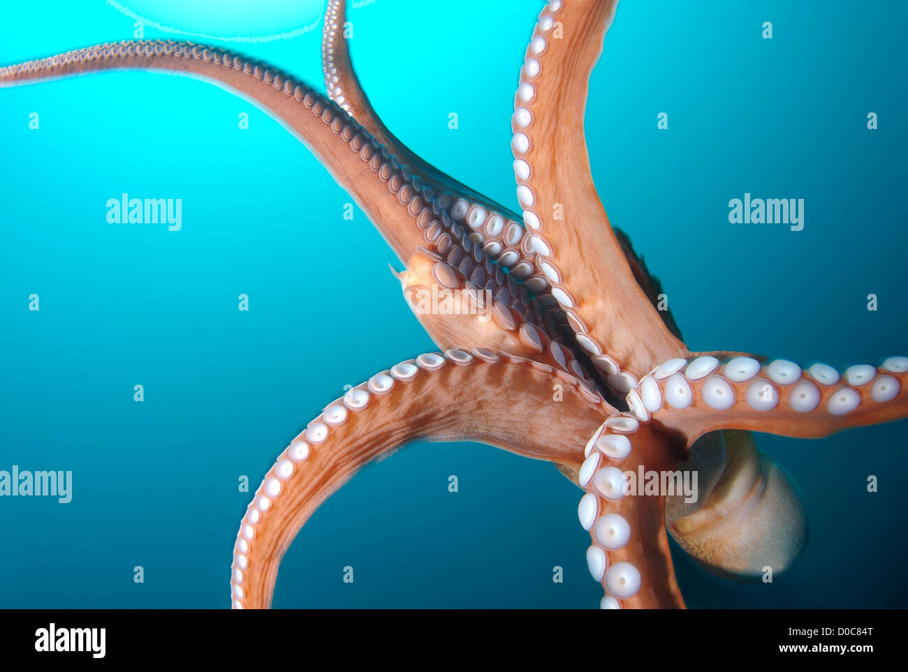 Gigante polpo del Pacifico o del Pacifico del Nord polpo gigante (Enteroctopus dofleini), Giappone Mare, Estremo Oriente, Primorsky Krai, Russia Foto Stock