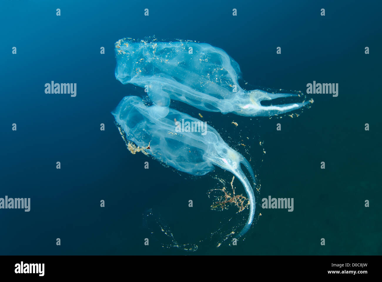 Colony panettiere cyclosalpa (cyclosalpa bakeri) Giappone Mare, Estremo Oriente, Primorsky Krai, Federazione russa Foto Stock