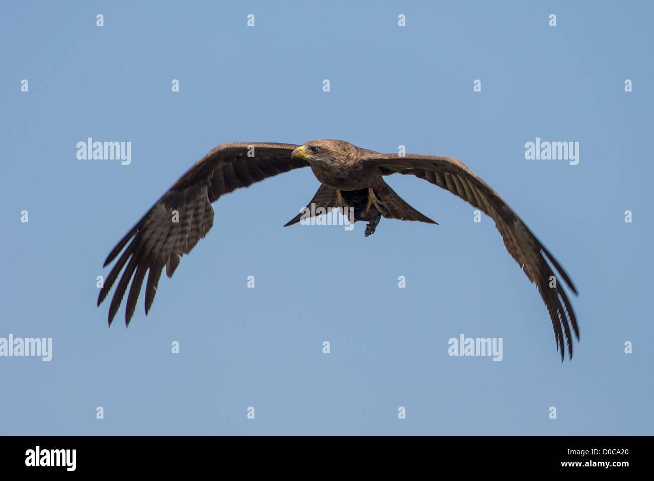 Giallo-fatturati kite (Milvus aegyptius) nel Mamili National Park, Namibia. Foto Stock