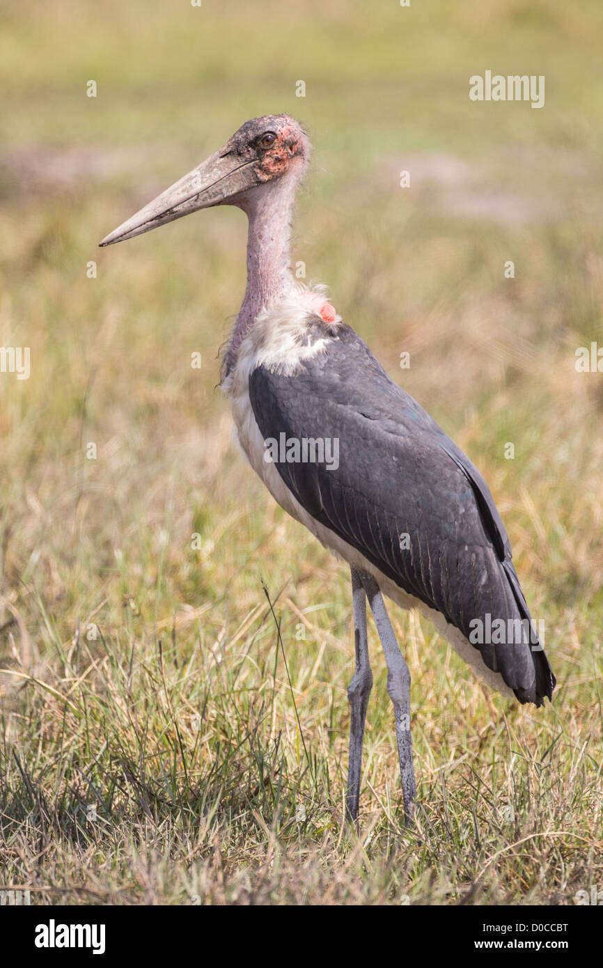 Marabu stork (Leptoptilos crumeniferus) nel Babwata National Park, Namibia. Foto Stock