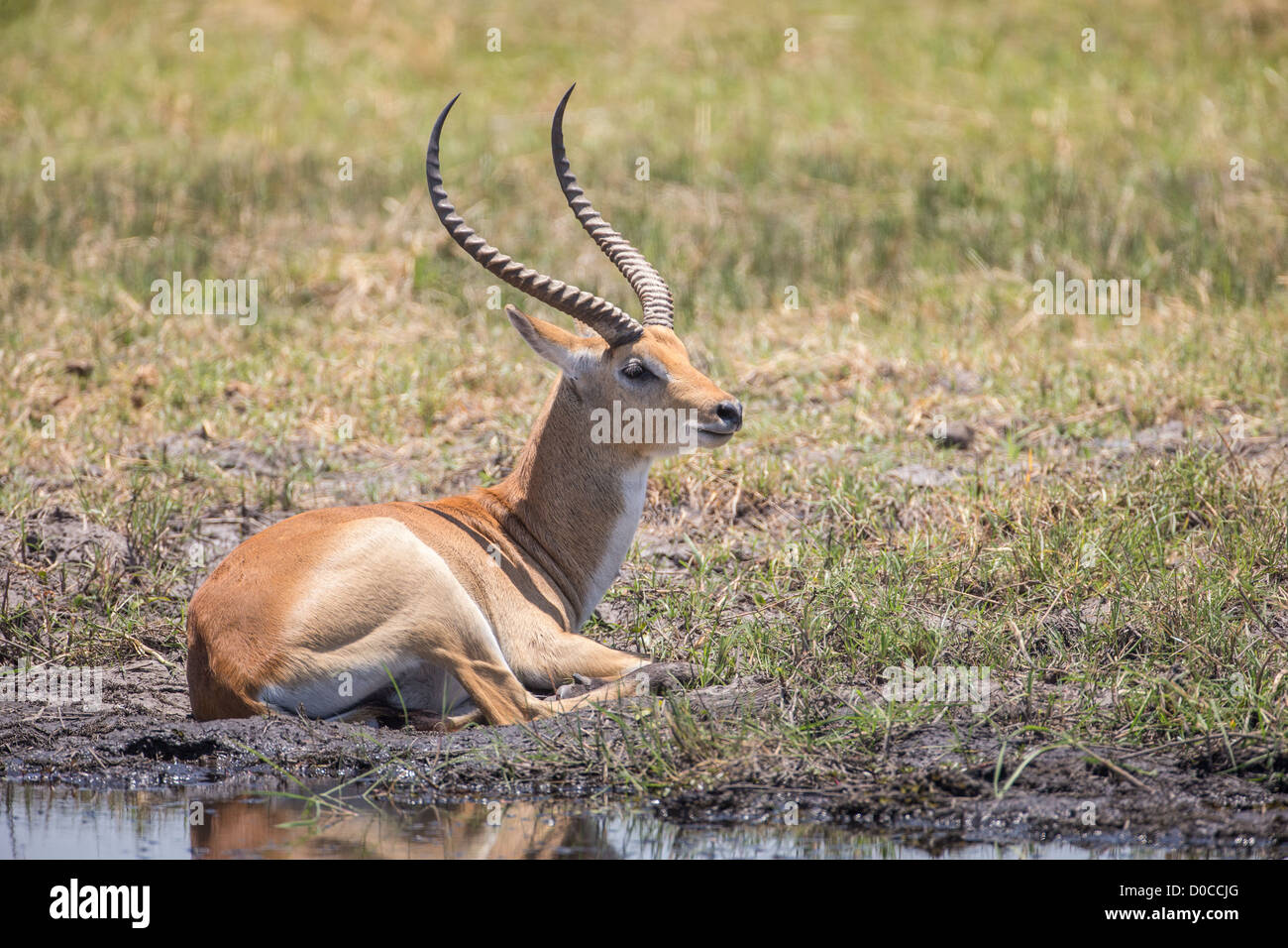 Lechwe waterbuck (Kobus leche) nel Babwata National Park, Namibia. Foto Stock