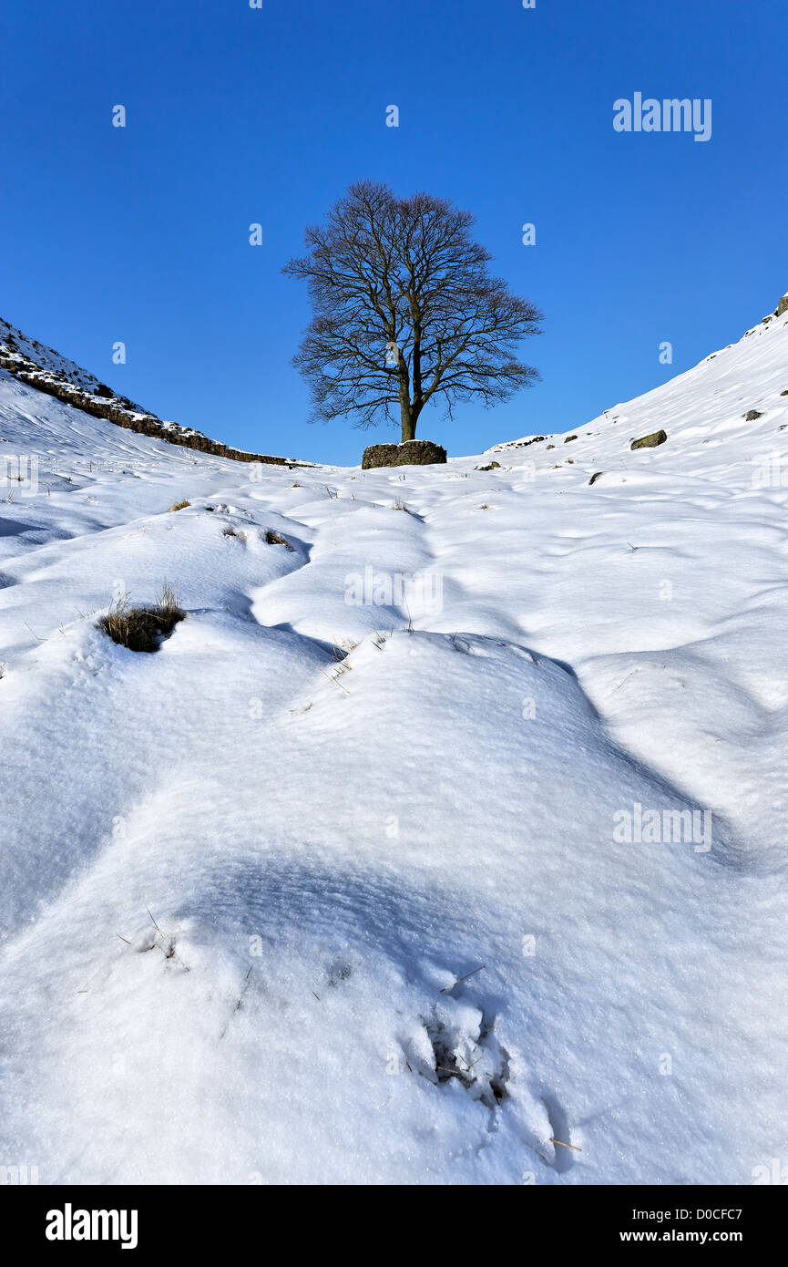 Un lone tree a Sycamore Gap sul vallo di Adriano nel profondo neve invernale Foto Stock