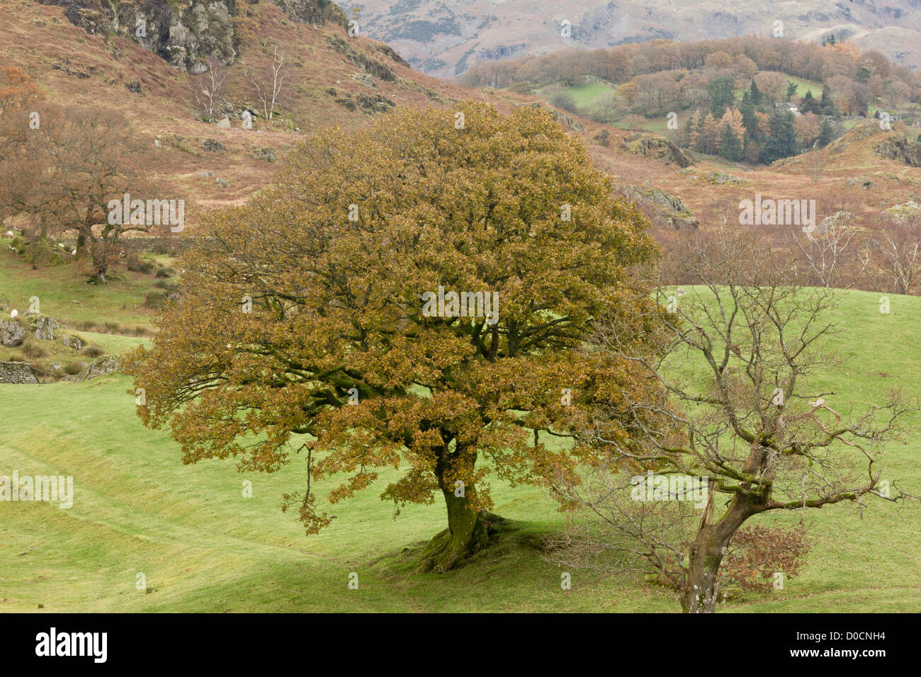 Comune vecchia quercia (Quercus robur) in pascolo ad alta buoi cadde in autunno; Lake District, Cumbria, England, Regno Unito Foto Stock