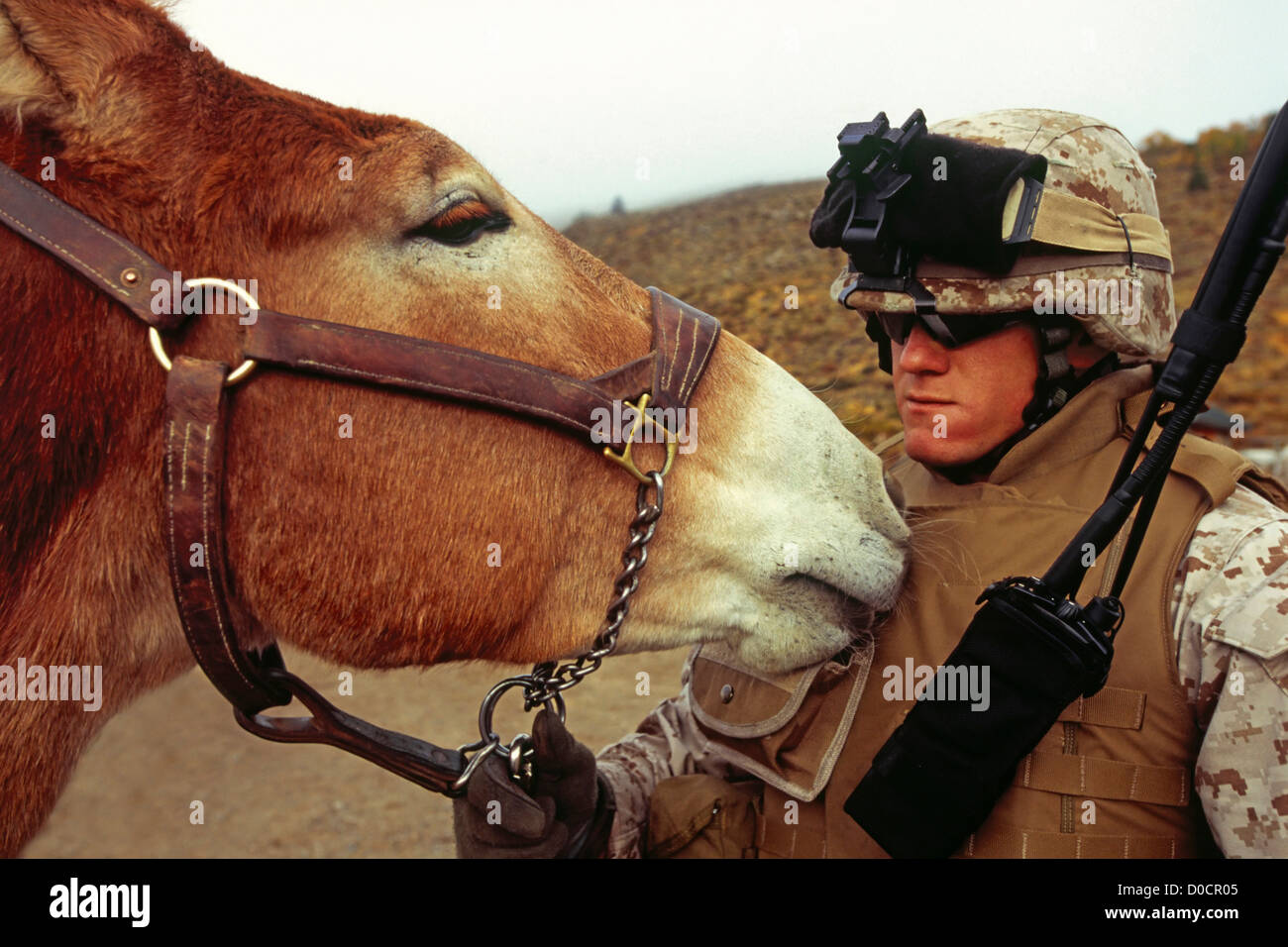 Un Marine Corps mulo saluta affettuosamente un Marine Corps Fante Foto Stock