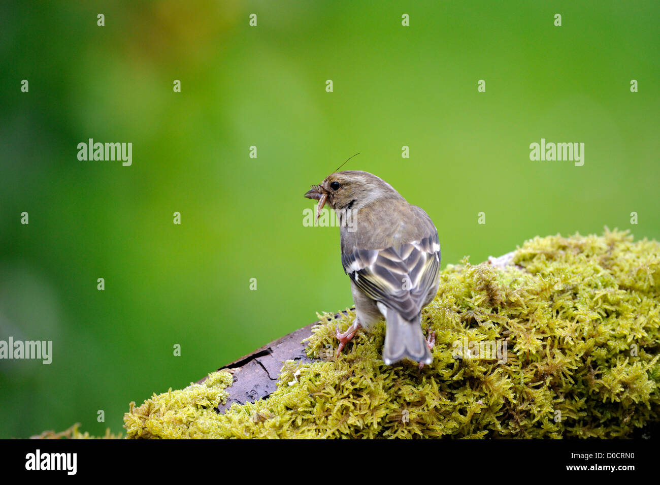 Comune (fringuello Fringilla coelebs) Foto Stock
