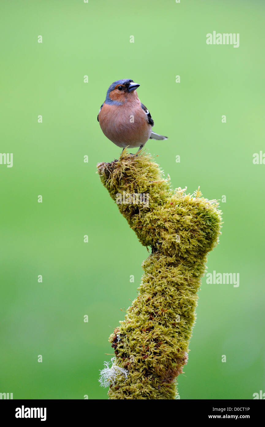Comune (fringuello Fringilla coelebs) Foto Stock