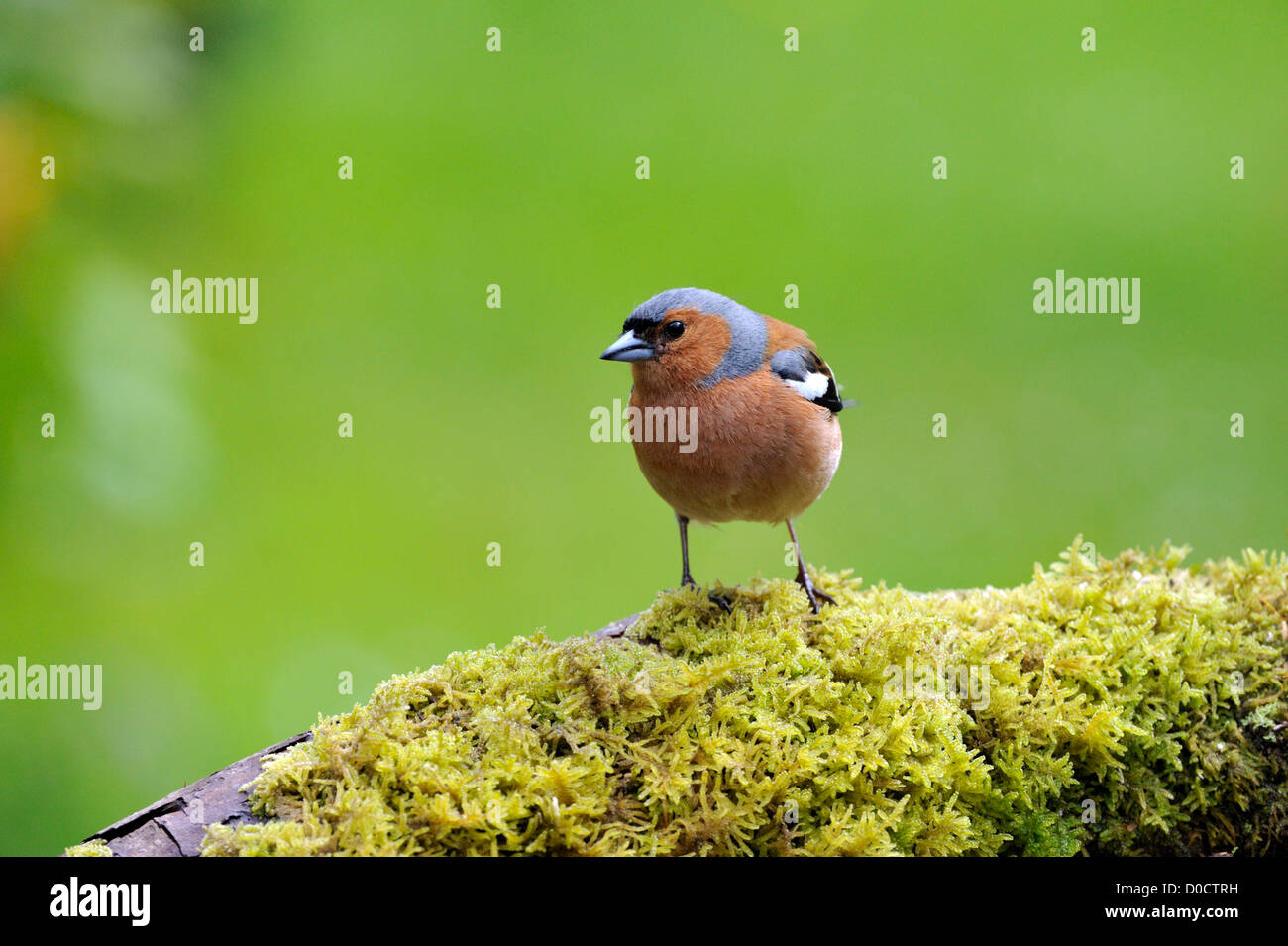 Comune (fringuello Fringilla coelebs) Foto Stock