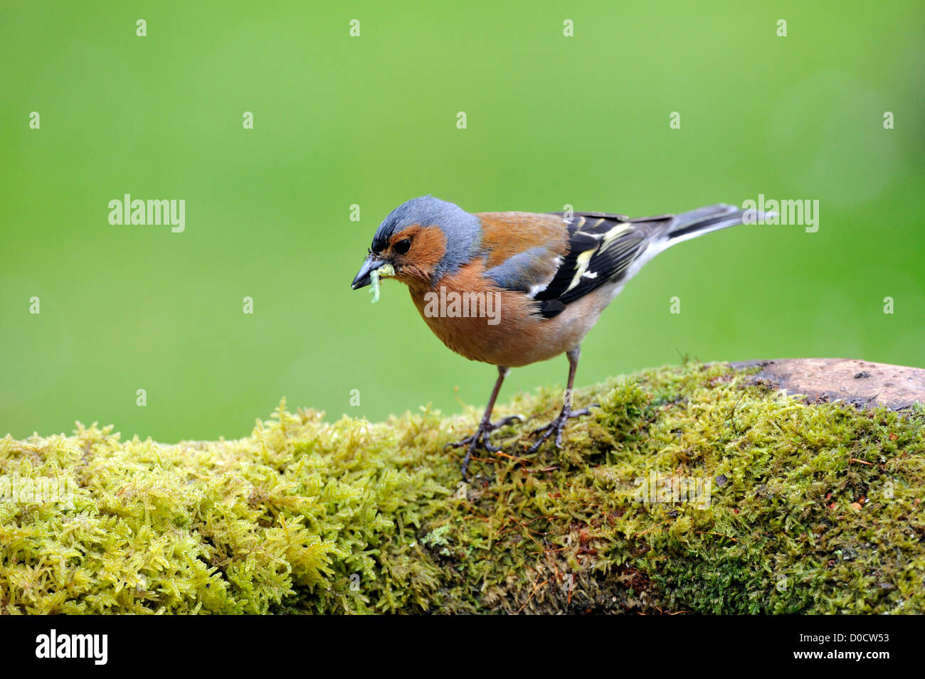 Comune (fringuello Fringilla coelebs) Foto Stock