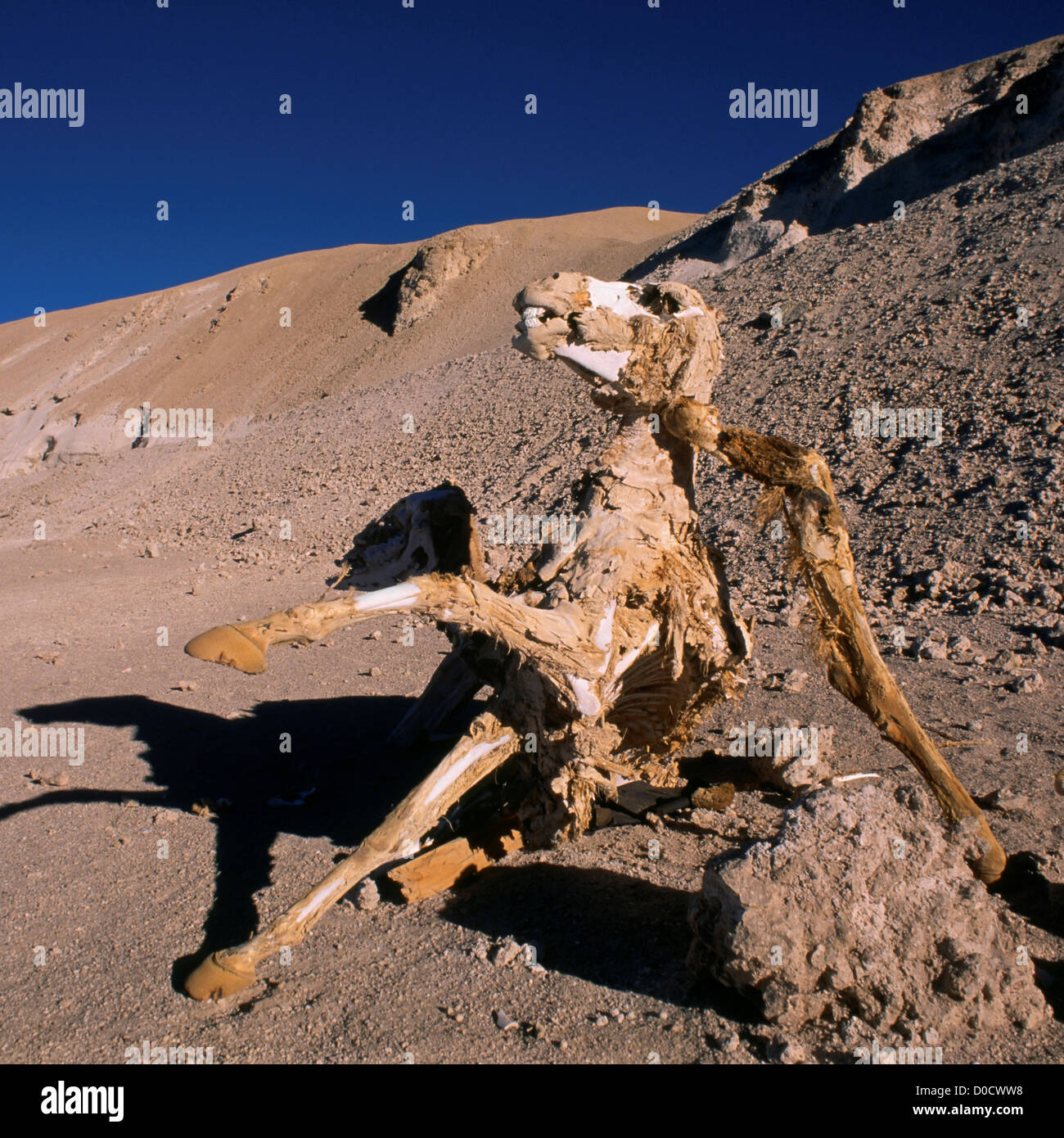 Aria aperta mummificazione nell'Alto Atacama Foto Stock
