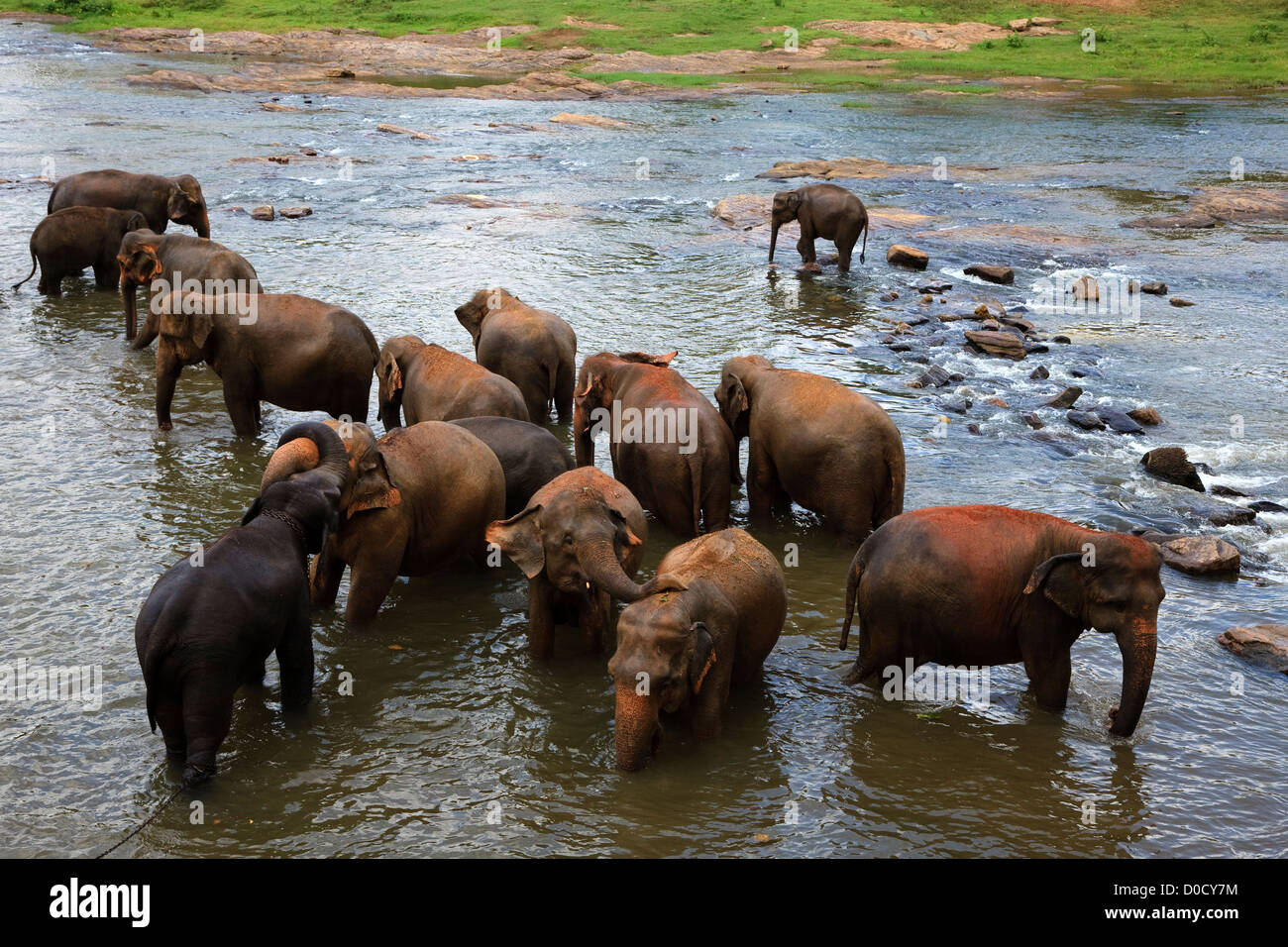 Gli elefanti dal Pinawalla l'Orfanotrofio degli Elefanti, Kegella, Sri Lanka il lavaggio nel fiume locale Foto Stock
